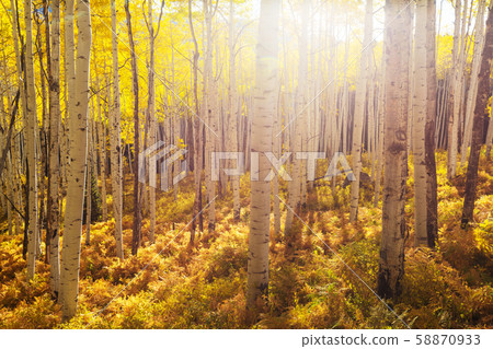 Autumn forest 58870933
