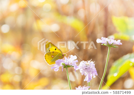 Plateau pine and monkey butterfly 58871499