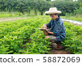Boy young smart farmer Inspecting study Bean plant 58872069