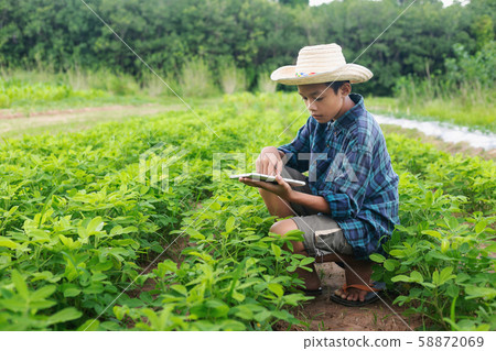 Boy young smart farmer Inspecting study Bean plant Boy young smart farmer Inspecting study Bean plant 58872069
