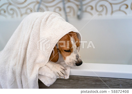 Nervous beagle dog in bathtub taking shower. Dog Nervous beagle dog in bathtub taking shower. Dog 58872408