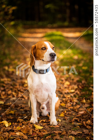 The beagle dog sitting in autumn forest. Portrait The beagle dog sitting in autumn forest. Portrait 58872435