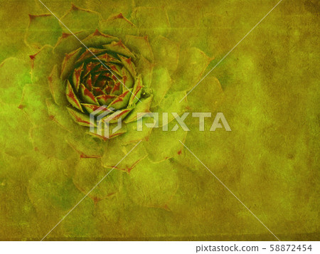 Grunge green flower plant Grunge green flower plant 58872454