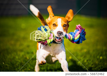 Beagle dog jumping and running like crazy with a 58872462