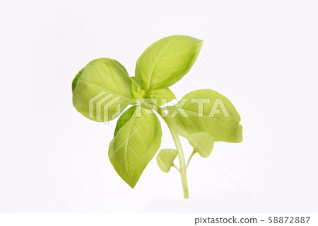 Sweet basil Sweet basil 58872887