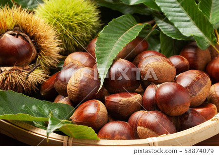 板栗果 58874079