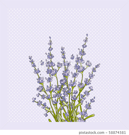 Isolated lavender flower bouguet Isolated lavender flower bouguet 58874381