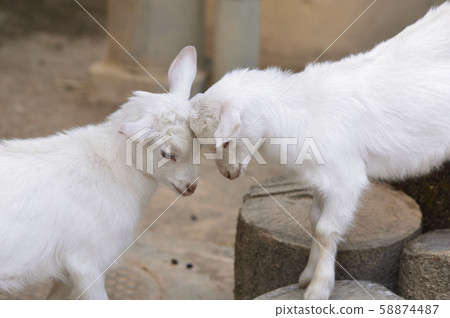 Fighting young goats 58874487