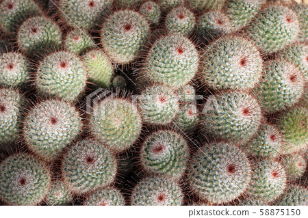 Silken pincushion cactus Silken pincushion cactus 58875150
