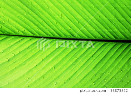 line texture , line texture palm leaf. Green leaves plan leaf background. leaves under sunlight.Photo concept background and texture. 58875822
