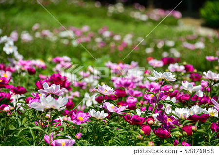 flower garden 58876038