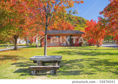 Park with autumn leaves of rowan Park with autumn leaves of rowan 58876041