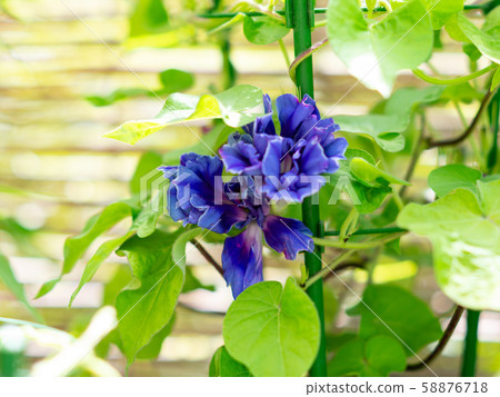  Change Morning Glory 275 58876718