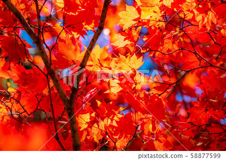 Maple maple up [Nagano Prefecture] 58877599