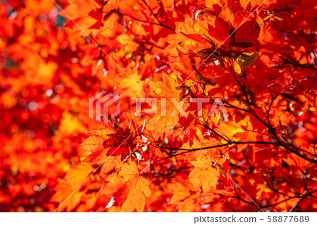 Maple maple up [Nagano Prefecture] 58877689