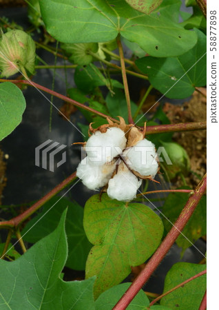 棉花花 58877898