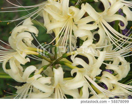 Licorice flower 58878099