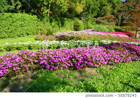 新幾內亞鳳仙花 58878243