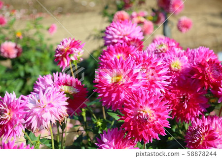 大麗花花 58878244