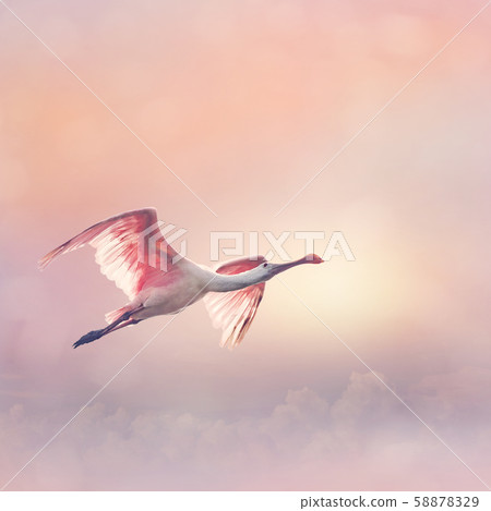 Roseate Spoonbill in flight Roseate Spoonbill in flight 58878329