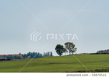 北海道美瑛親子樹 北海道美瑛親子樹 58878522