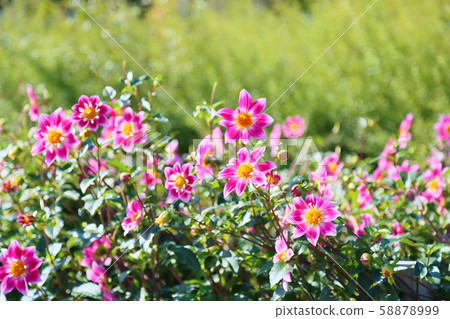 大麗花花 大麗花花 58878999