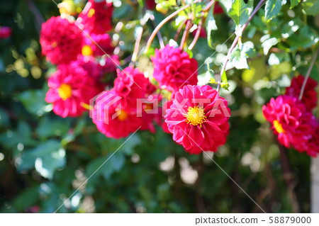 大麗花花 大麗花花 58879000