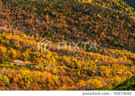 《Nagano Prefecture》Autumn leaves Norikura and natural scenery 《Nagano Prefecture》Autumn leaves Norikura and natural scenery 58879085