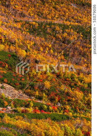 《Nagano Prefecture》Autumn leaves Norikura and natural scenery 《Nagano Prefecture》Autumn leaves Norikura and natural scenery 58879086