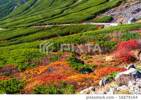 《Nagano Prefecture》Autumn leaves on the clouds, Mt Norikura 58879164