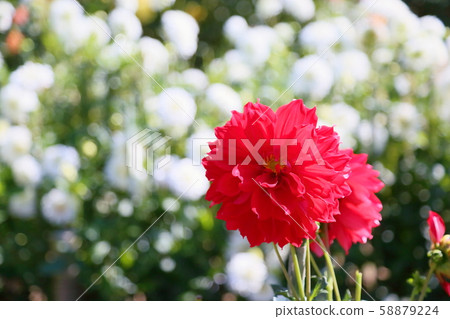 大麗花花 58879224