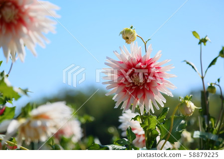大麗花花 58879225