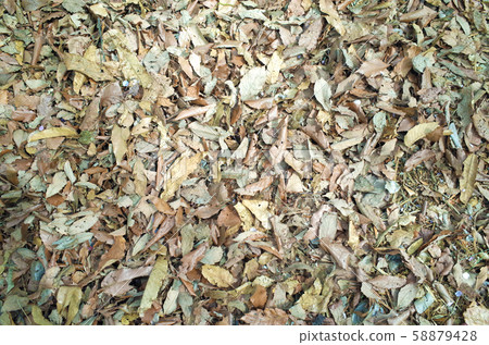 Dead leaves 58879428