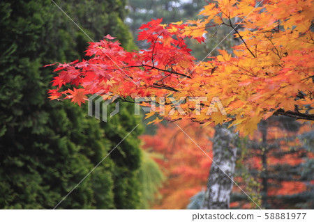Autumn leaves in Hokkaido 3 Autumn leaves in Hokkaido 3 58881977