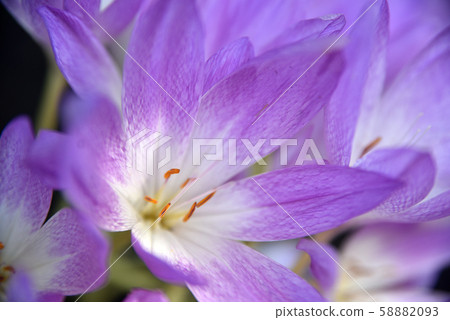 秋水仙素（Inu Saffron） 58882093