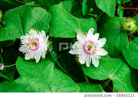 Fetid passionflower Fetid passionflower 58883115