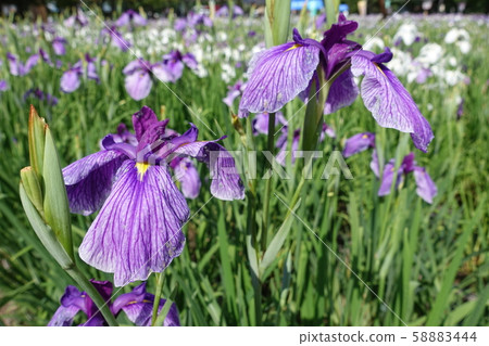 Iryo in full bloom Iryo in full bloom 58883444