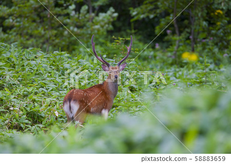 Hokkaido sika deer Hokkaido sika deer 58883659