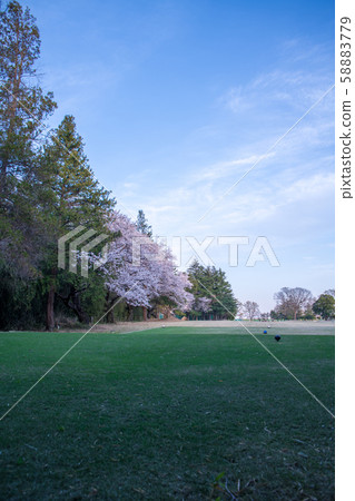 Cherry blossom season Riverbed golf course in full bloom 58883779