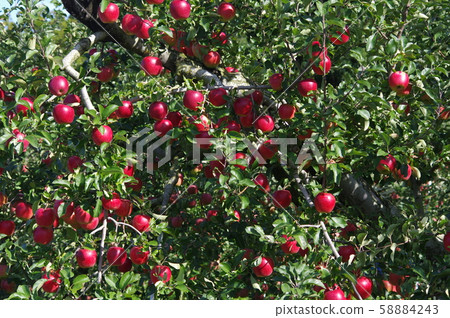 Apple hunting Apple hunting 58884243