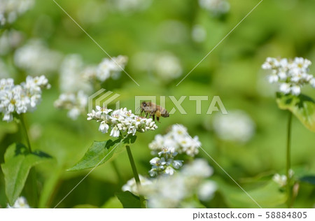 Buckwheat and bee Buckwheat and bee 58884805