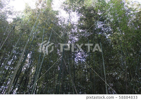 Bamboo grove Bamboo grove 58884833