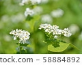 Buckwheat and bee 58884892
