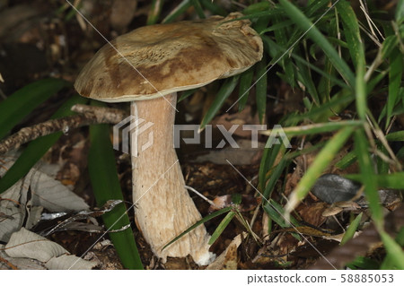 A natural mushroom, a large and solid mushroom. Appears on the surface of mixed forest 58885053