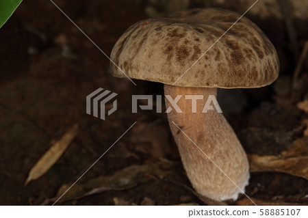A natural mushroom, a large mushroom with an umbrella diameter of about 20 cm. You can see a mesh pattern on the bottom swollen pattern 58885107
