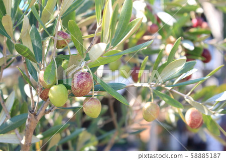 Olive fruit Olive fruit 58885187