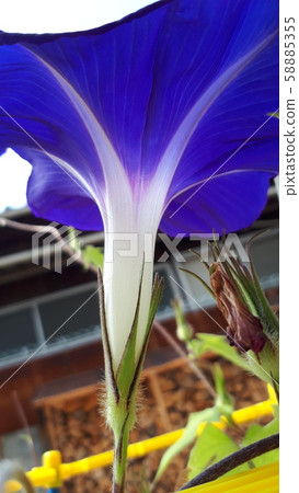 The face behind the morning glory The face behind the morning glory 58885355