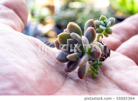 Small succulent on hand plant prepare for planting 58885364