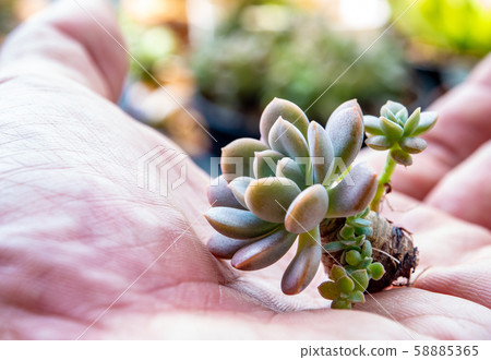 Small succulent on hand plant prepare for planting Small succulent on hand plant prepare for planting 58885365