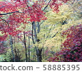 Autumn leaves 58885395